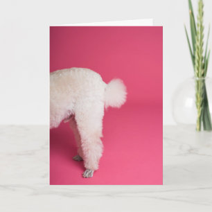 Funny White Poodle Birthday Card