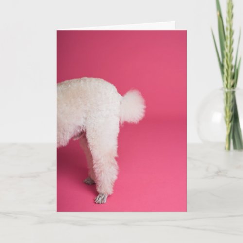 Funny White Poodle Birthday Card