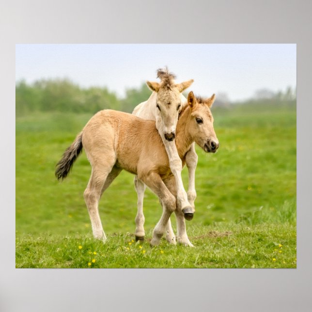 Funny Wild Konik Horses Foals Playing Together - Poster (Front)