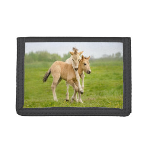 Funny Wild Konik Horses Foals Playing Together - Trifold Wallet