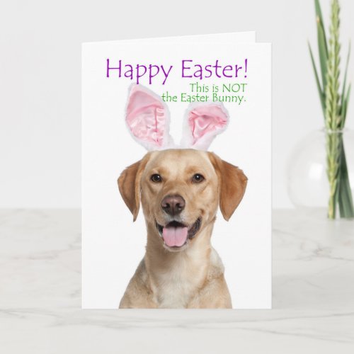 Funny Yellow Lab Easter Card