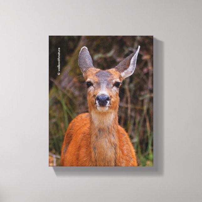 Funny Young Blacktail Deer Smiles at Photographer Canvas Print (Front)