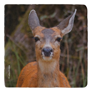 Funny Young Blacktail Deer Smiles at Photographer Trivet