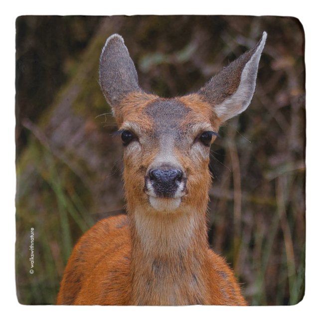 Funny Young Blacktail Deer Smiles at Photographer Trivet (Front)