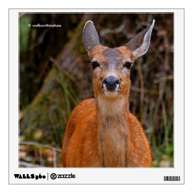 Funny Young Blacktail Deer Smiles at Photographer Wall Decal (Front)
