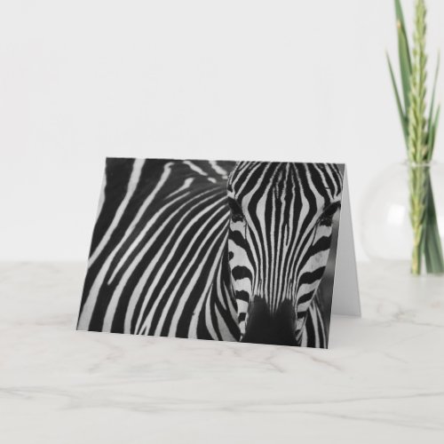 Funny zebra birthday greeting card