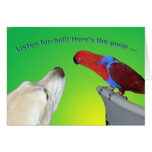 Fur-ball Cards (Front Horizontal)