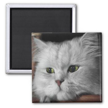 Fur Face Magnet by Middlemind at Zazzle
