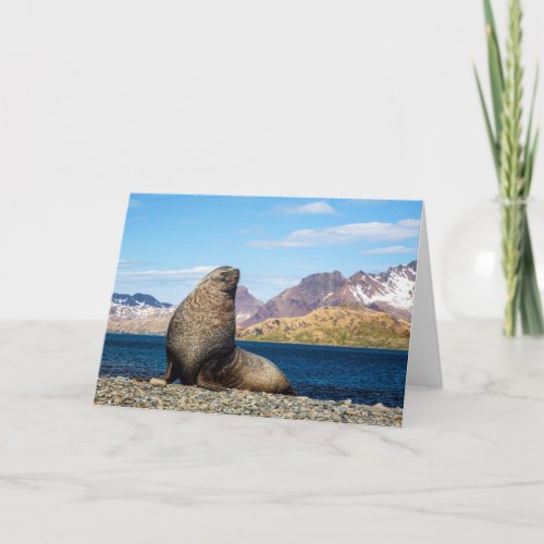Fur Seal Sunbathing at Stromness Bay Card