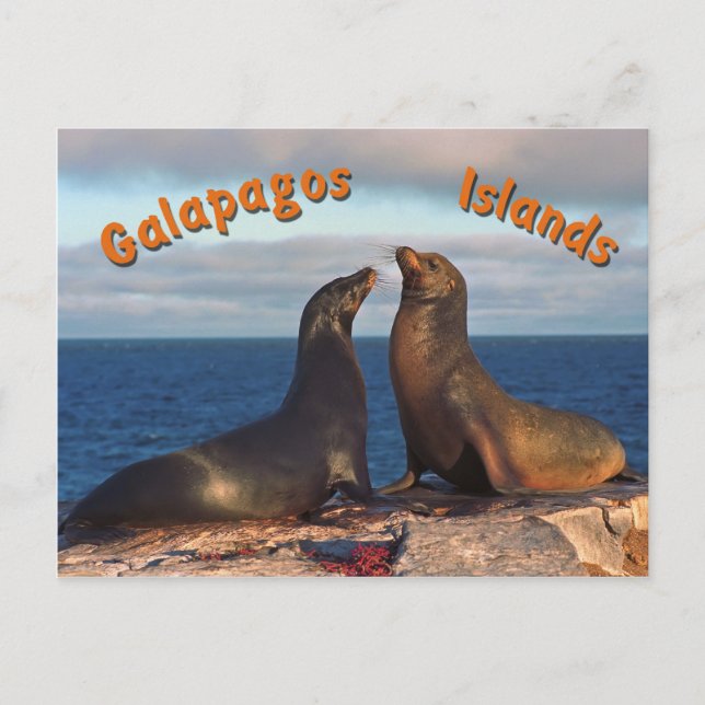 Fur seals postcard (Front)