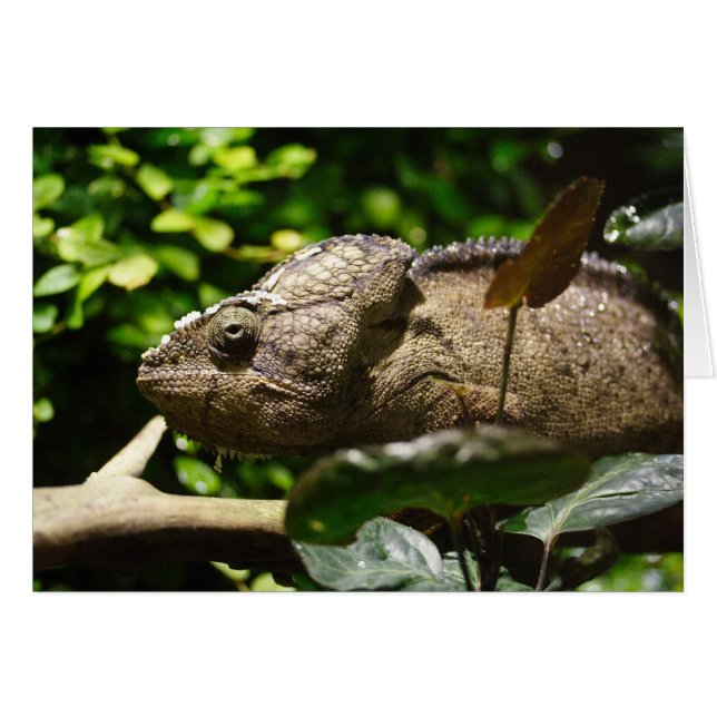 Furcifer oustaleti cards (Front Horizontal)