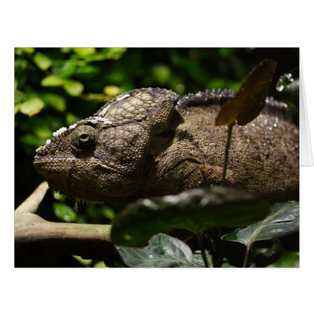 Furcifer oustaleti cards (Front Horizontal)