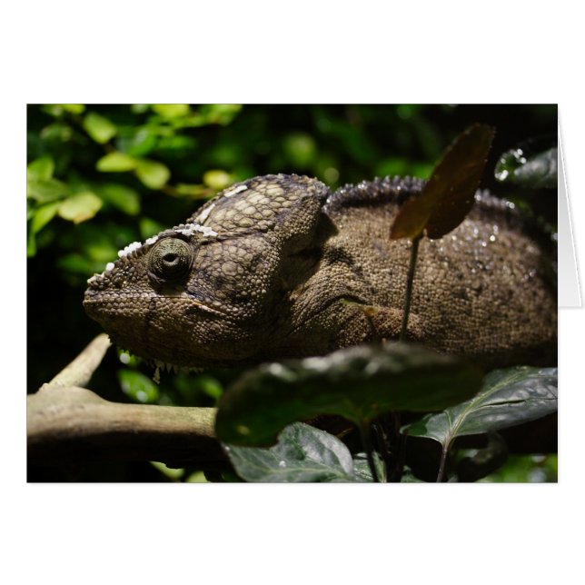Furcifer oustaleti cards (Front Horizontal)
