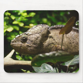 Furcifer oustaleti mouse pad