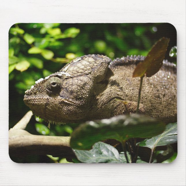 Furcifer oustaleti mouse pad (Front)