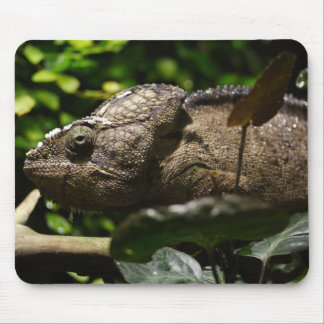 Furcifer oustaleti mouse pad