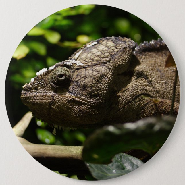 Furcifer oustaleti pinback button (Front)