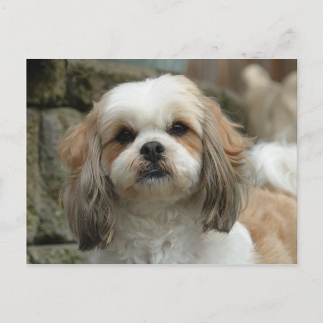 Furface Postcard (Front)