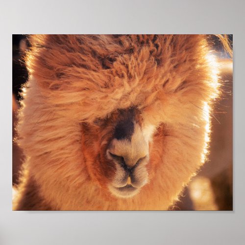 Furry and Adorable  Llama or Alpaca Poster