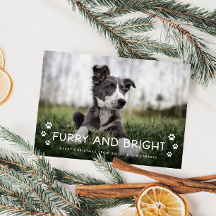Furry and Bright Christmas Photo from the Dog Holiday Card
