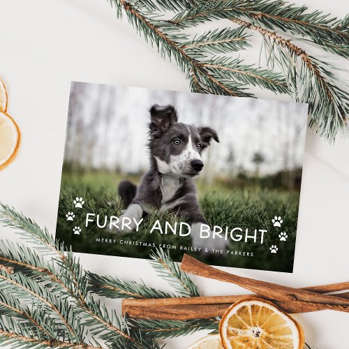 Furry and Bright  Christmas Photo from the Dog Holiday Card