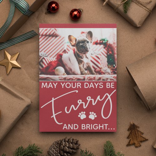 Furry and bright dog photo Christmas