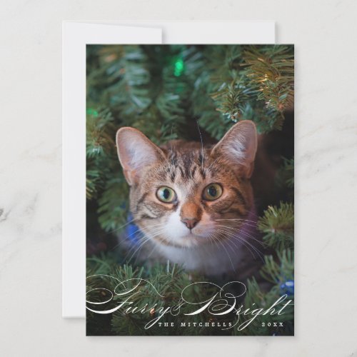 Furry and Bright Elegant Pet Cat Photo Card
