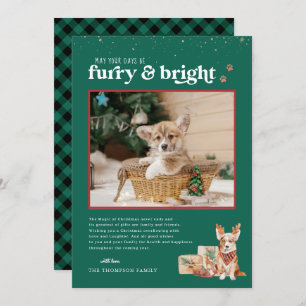 Furry & Bright   Pet Holiday Photo Card