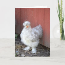 Furry Chicken - Humorous Greeting Card