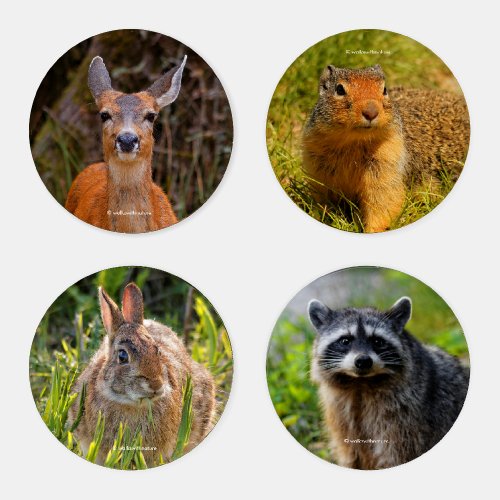 Furry Fauna Wildlife of North America Coaster Set