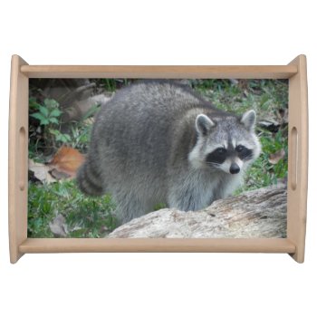 Furry Raccoon Photo Serving Tray by Scotts_Barn at Zazzle