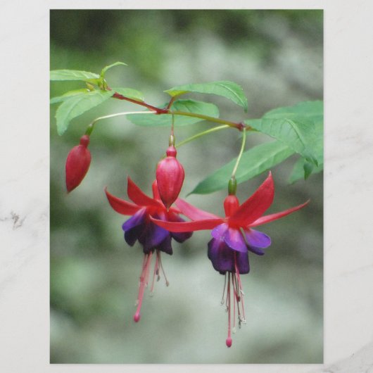 Fuschia1A.jpg (Front)