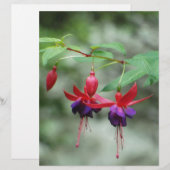 Fuschia1A.jpg (Front/Back)