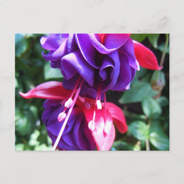 Fuschia 1 postcard (Front)