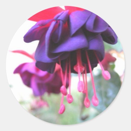 Fuschia flower purple and hot pink classic round sticker