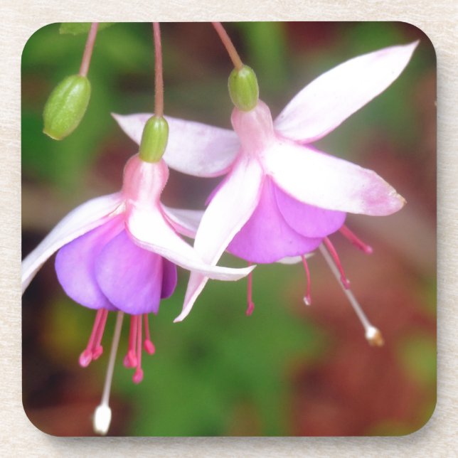 Fuschia Flowers Beverage Coaster (Front)