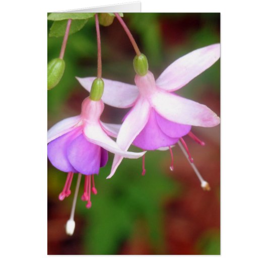 Fuschia Flowers Cards (Front)