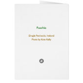 Fuschia, Ireland (Back)