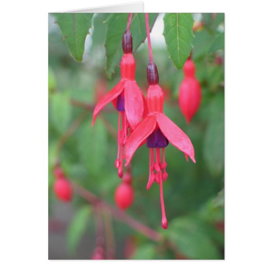 Fuschia, Ireland Cards (Front)