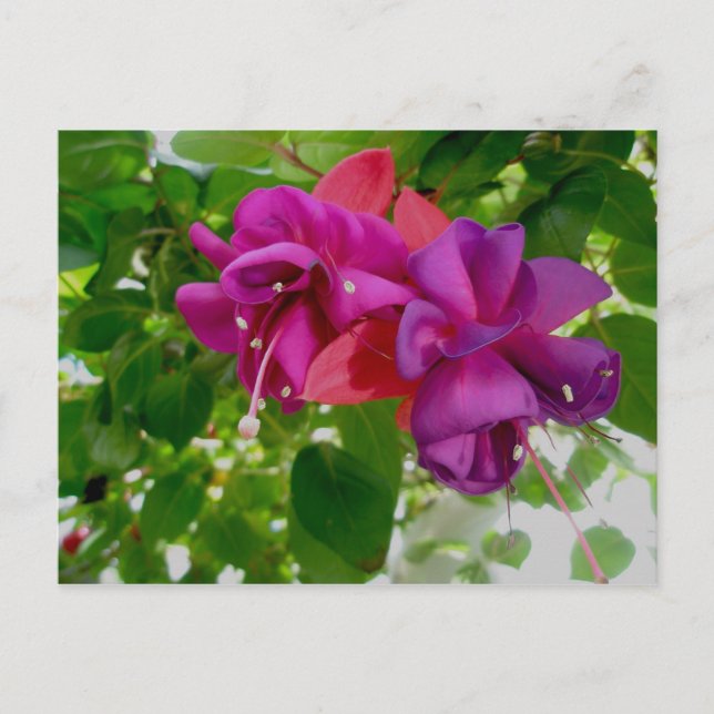 Fuschia Postcard (Front)