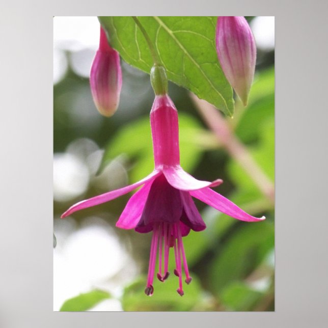 Fuschia Poster (Front)