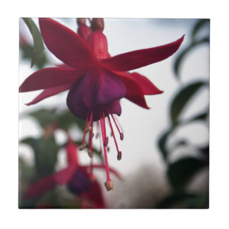 Fuschia Tile