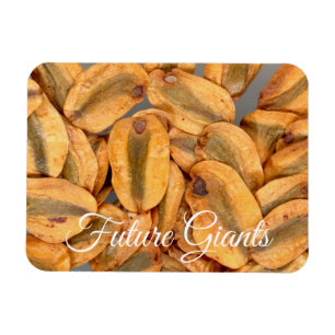 Future Giants, Giant Redwood Seeds Magnet