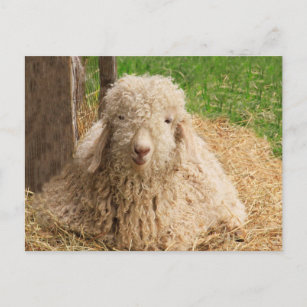Fuzzy Baby Angora Goat Postcard
