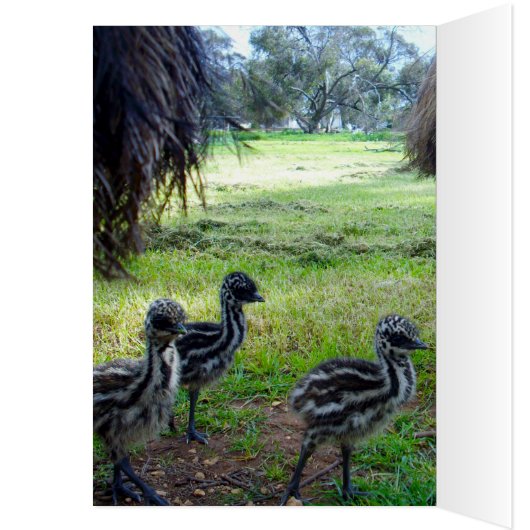 Fuzzy Baby Emu Chicks, (Inside (Left))