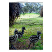 Fuzzy Baby Emu Chicks, (Front)