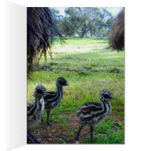 Fuzzy Baby Emu Chicks, (Inside (Right))