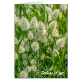 fuzzy bunny tail plant-thinking of you (Front)