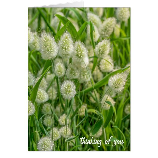 fuzzy bunny tail plant-thinking of you cards (Front)