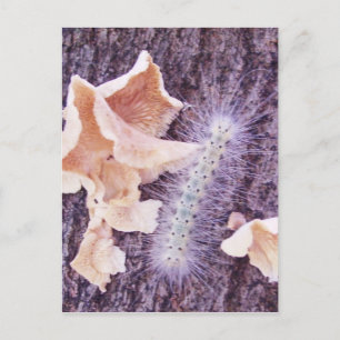 fuzzy caterpillar and fungi postcard